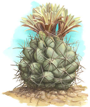 PineappleDraw